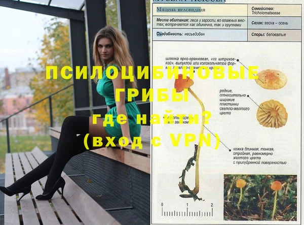 шишки Магас